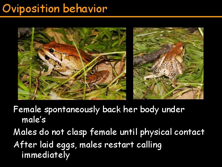 Oviposition behavior Female spontaneously back her body under male’s Males do not clasp female