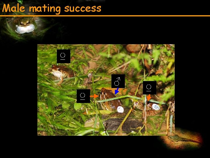Male mating success ♀ ♂ ♀ ♀ 