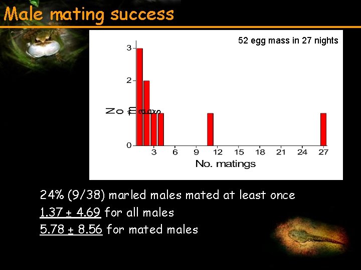 Male mating success 52 egg mass in 27 nights 24% (9/38) marled males mated