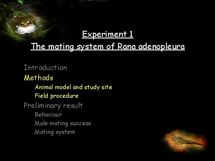 Experiment 1 The mating system of Rana adenopleura Introduction Methods Animal model and study