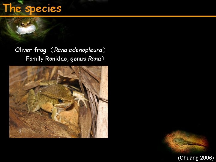 The species Oliver frog （Rana adenopleura） Family Ranidae, genus Rana） (Chuang 2006) 