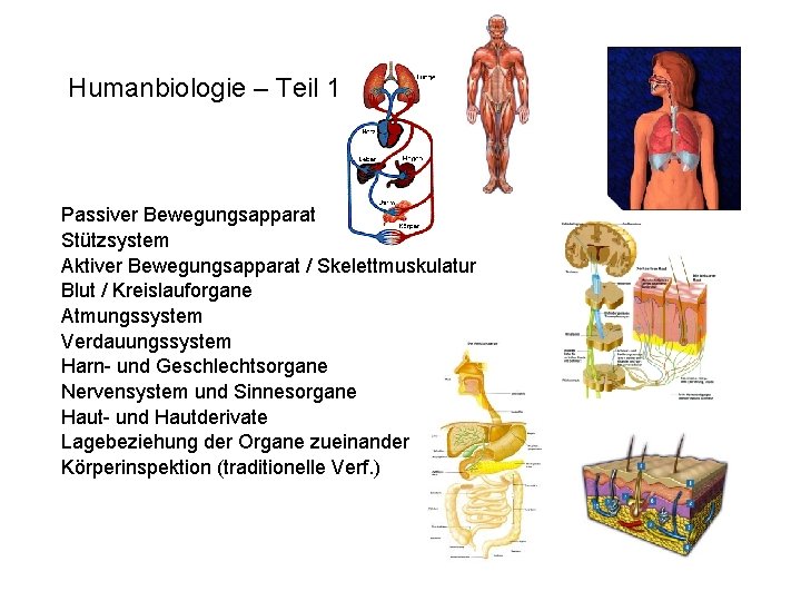 Humanbiologie – Teil 1 Passiver Bewegungsapparat Stützsystem Aktiver Bewegungsapparat / Skelettmuskulatur Blut / Kreislauforgane