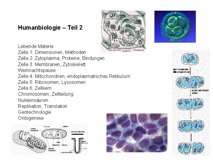 Humanbiologie – Teil 2 Lebende Materie Zelle 1: Dimensionen, Methoden Zelle 2: Zytoplasma, Proteine,