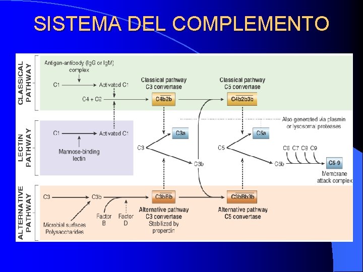 SISTEMA DEL COMPLEMENTO SISTEMA DEL COMPLEMENTO