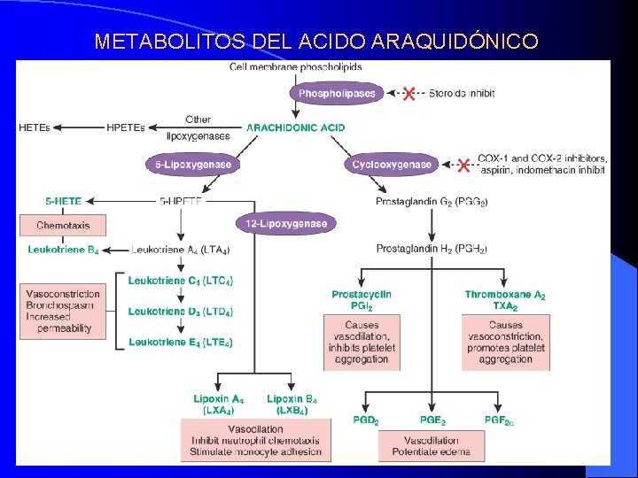 METABOLITOS DEL ACIDO ARAQUIDÓNICO METABOLITOS DEL ACIDO ARAQUIDÓNICO