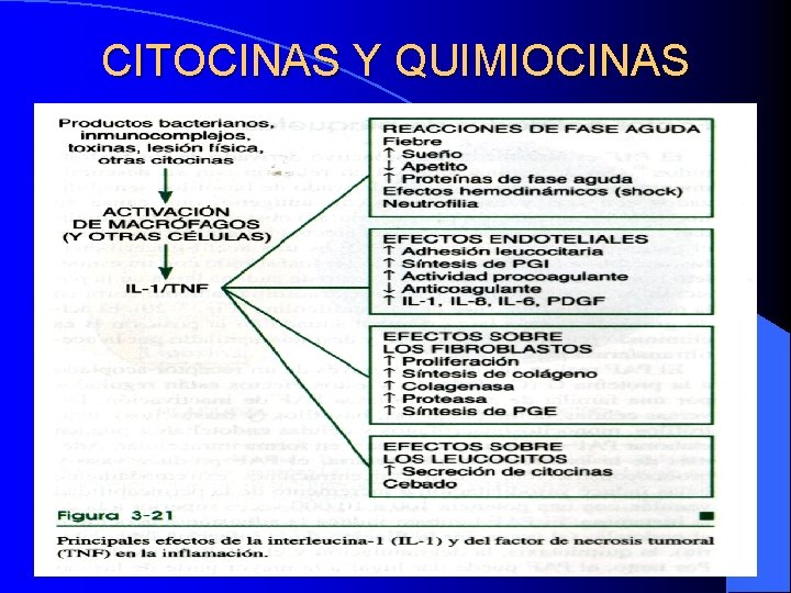 CITOCINAS Y QUIMIOCINAS CITOCINAS Y QUIMIOCINAS