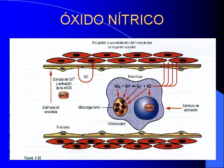 ÓXIDO NÍTRICO ÓXIDO NÍTRICO