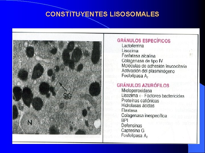 CONSTITUYENTES LISOSOMALES CONSTITUYENTES LISOSOMALES