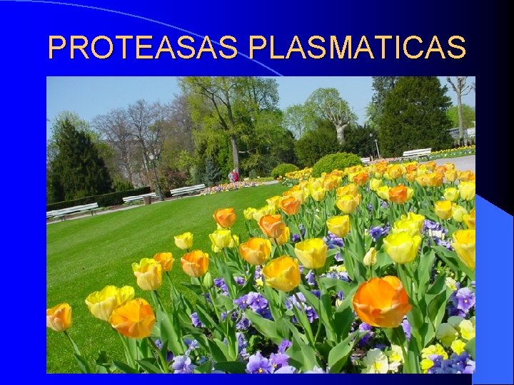 PROTEASAS PLASMATICAS PROTEASAS PLASMATICAS