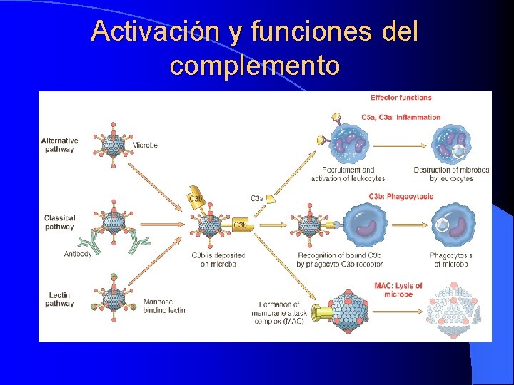 Activación y funciones del complemento Activación y funciones del complemento