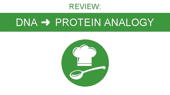 REVIEW: DNA ➜ PROTEIN ANALOGY 