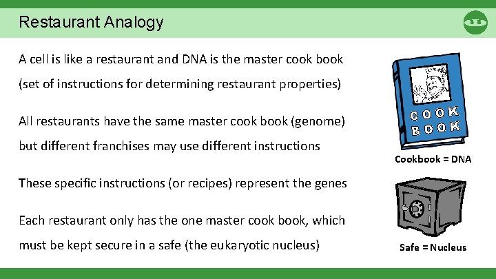 Restaurant Analogy A cell is like a restaurant and DNA is the master cook