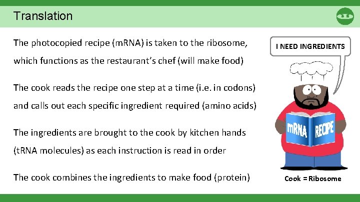 Translation The photocopied recipe (m. RNA) is taken to the ribosome, I NEED INGREDIENTS