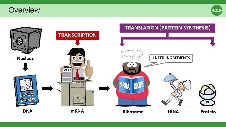 Overview TRANSLATION (PROTEIN SYNTHESIS) TRANSCRIPTION Nucleus I NEED INGREDIENTS RECIPE COOK BOOK DNA m.