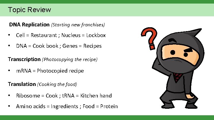 Topic Review DNA Replication (Starting new franchises) • Cell = Restaurant ; Nucleus =