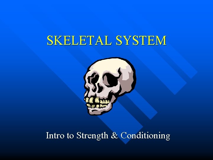 SKELETAL SYSTEM Intro to Strength & Conditioning 