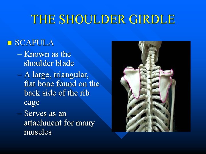 THE SHOULDER GIRDLE n SCAPULA – Known as the shoulder blade – A large,