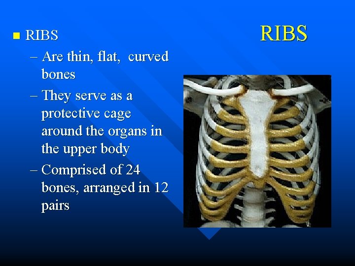n RIBS – Are thin, flat, curved bones – They serve as a protective