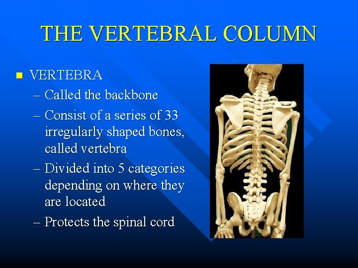 THE VERTEBRAL COLUMN n VERTEBRA – Called the backbone – Consist of a series