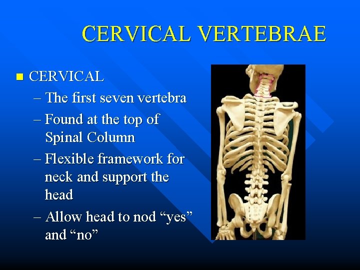 CERVICAL VERTEBRAE n CERVICAL – The first seven vertebra – Found at the top