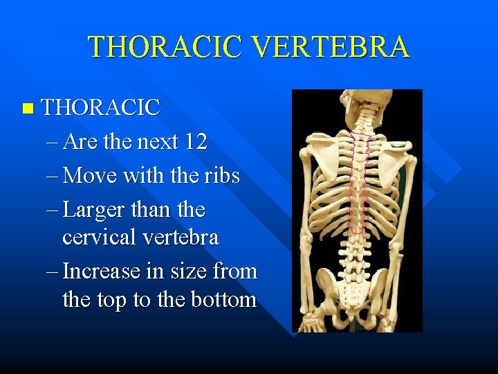 THORACIC VERTEBRA n THORACIC – Are the next 12 – Move with the ribs