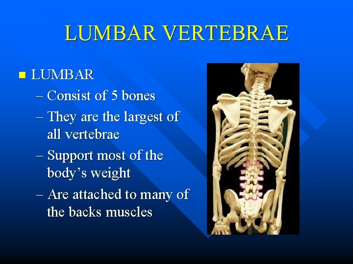 LUMBAR VERTEBRAE n LUMBAR – Consist of 5 bones – They are the largest