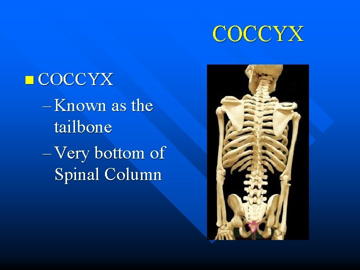 COCCYX n COCCYX – Known as the tailbone – Very bottom of Spinal Column