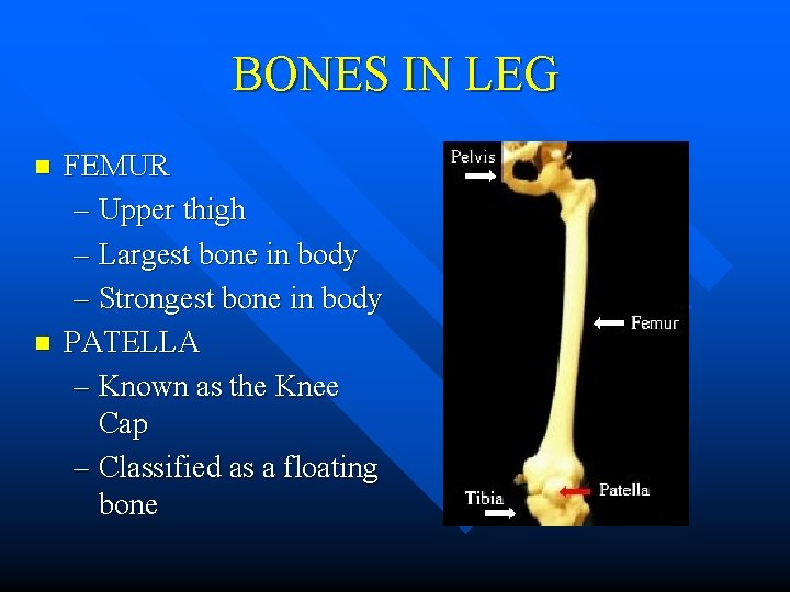 BONES IN LEG n n FEMUR – Upper thigh – Largest bone in body