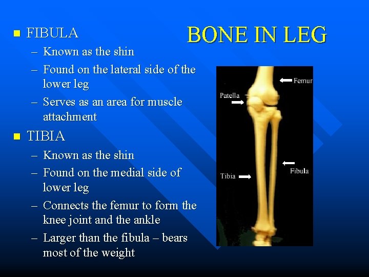 n FIBULA BONE IN LEG – Known as the shin – Found on the