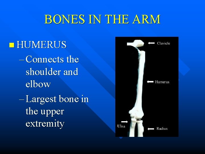 BONES IN THE ARM n HUMERUS – Connects the shoulder and elbow – Largest