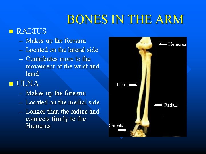 n RADIUS BONES IN THE ARM – Makes up the forearm – Located on