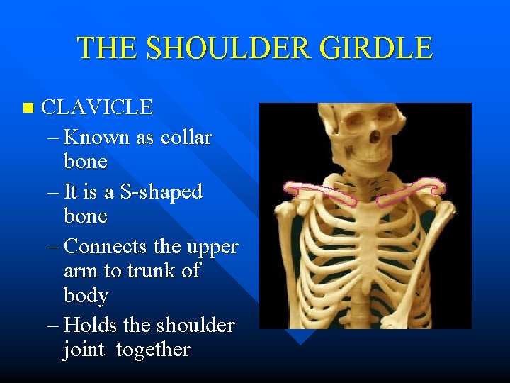 THE SHOULDER GIRDLE n CLAVICLE – Known as collar bone – It is a