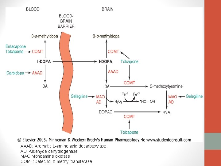 AAAD: Aromatic L-amino acid decarboxylase AD: Aldehyde dehydrogenase MAO: Monoamine oxidase COMT: Catechol-o-methyl transferase AAAD: Aromatic L-amino acid decarboxylase AD: Aldehyde dehydrogenase MAO: Monoamine oxidase COMT: Catechol-o-methyl transferase