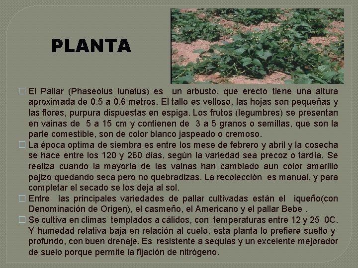 PLANTA � El Pallar (Phaseolus lunatus) es un arbusto, que erecto tiene una altura