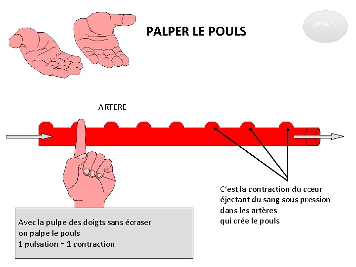 PALPER LE POULS pouls ARTERE Avec la pulpe des doigts sans écraser on palpe