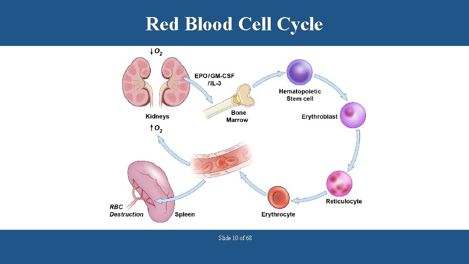 Red Blood Cell Cycle Slide 10 of 68 