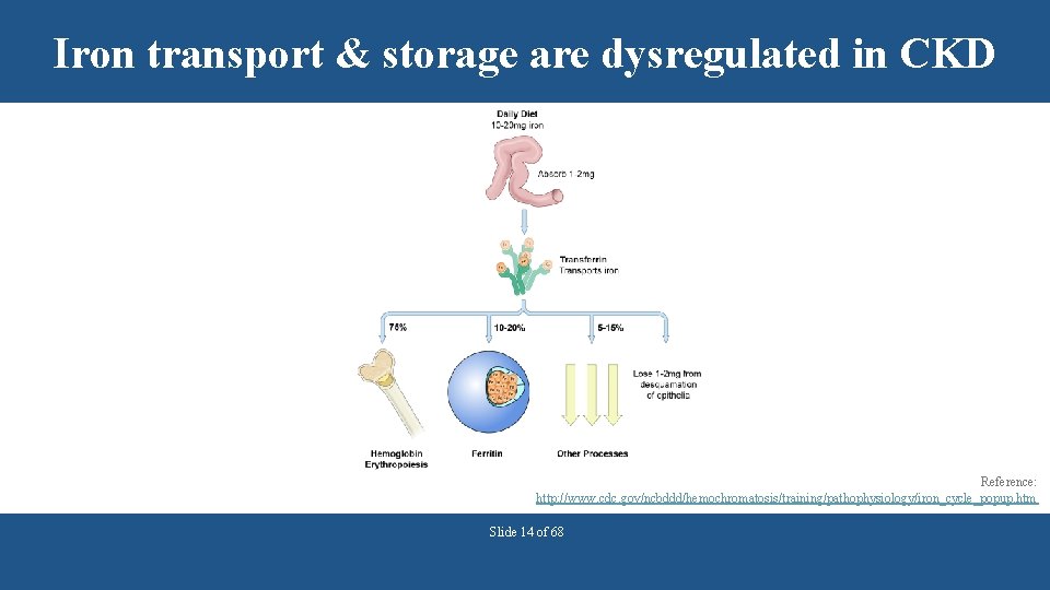 Iron transport & storage are dysregulated in CKD Reference: http: //www. cdc. gov/ncbddd/hemochromatosis/training/pathophysiology/iron_cycle_popup. htm