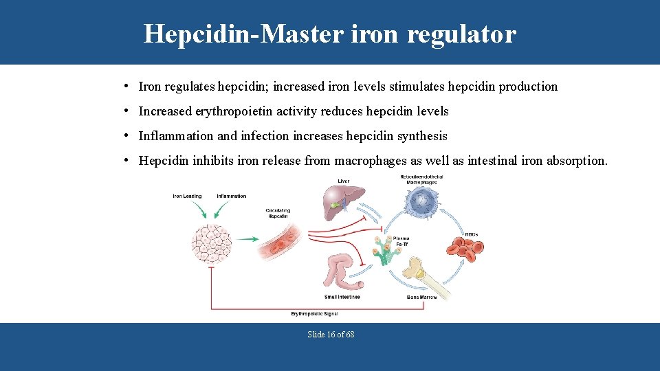 Hepcidin-Master iron regulator • Iron regulates hepcidin; increased iron levels stimulates hepcidin production •