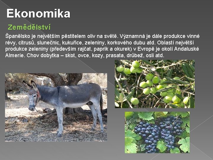 Ekonomika Zemědělství Španělsko je největším pěstitelem oliv na světě. Významná je dále produkce vinné