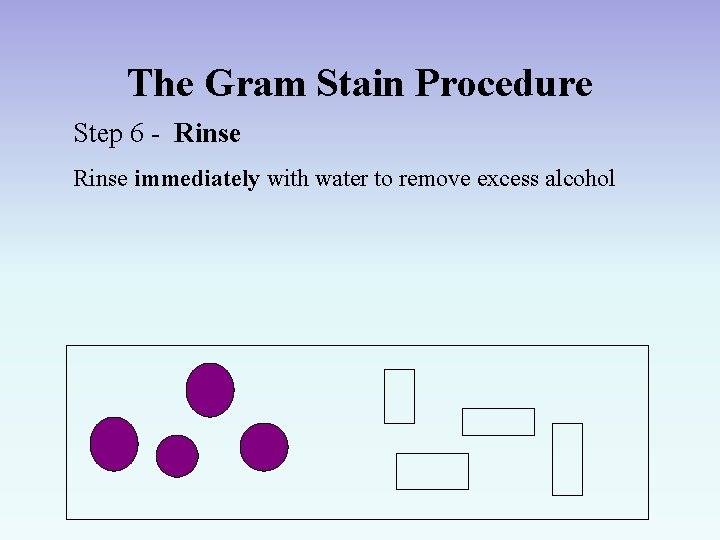 The Gram Stain Procedure Step 6 - Rinse immediately with water to remove excess