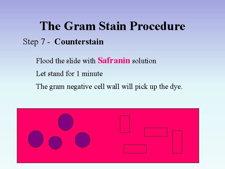 The Gram Stain Procedure Step 7 - Counterstain Flood the slide with Safranin solution