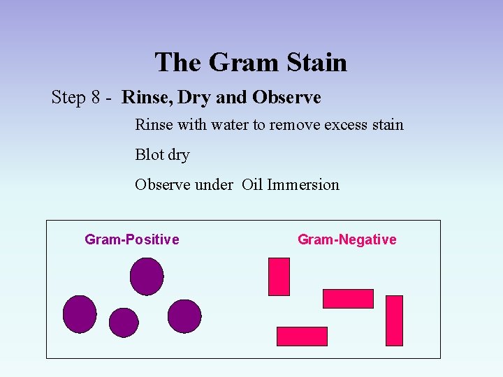 The Gram Stain Step 8 - Rinse, Dry and Observe Rinse with water to