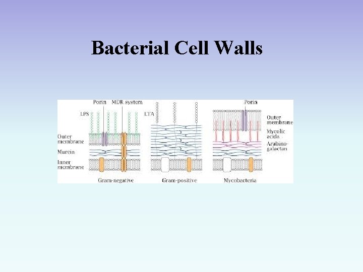 Bacterial Cell Walls 