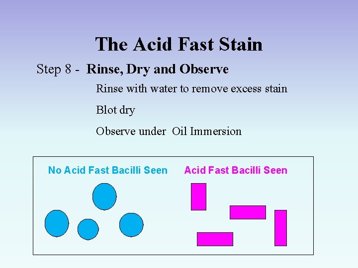 The Acid Fast Stain Step 8 - Rinse, Dry and Observe Rinse with water