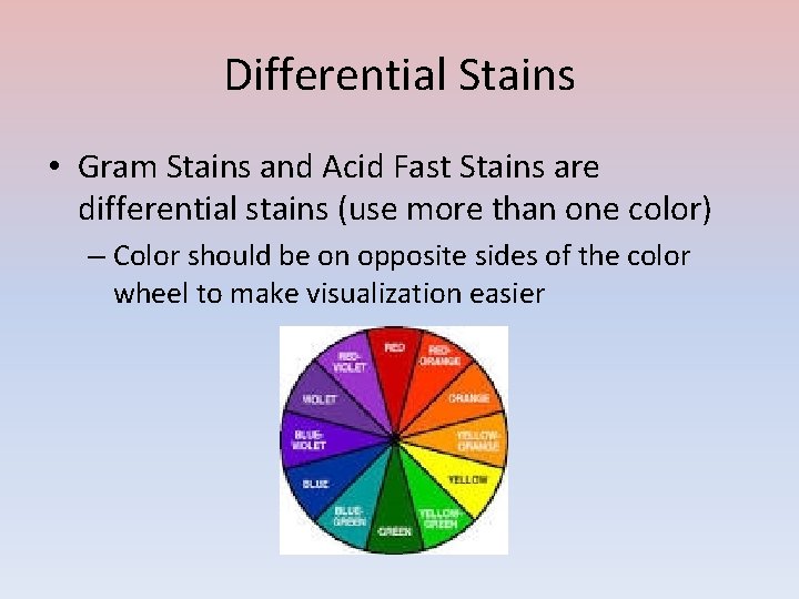 Differential Stains • Gram Stains and Acid Fast Stains are differential stains (use more