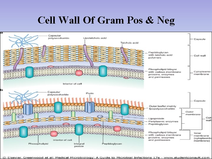 Cell Wall Of Gram Pos & Neg 