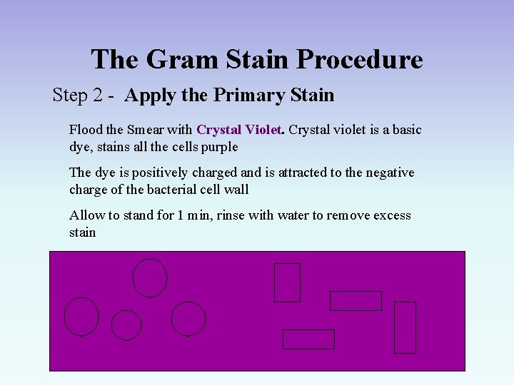 The Gram Stain Procedure Step 2 - Apply the Primary Stain Flood the Smear