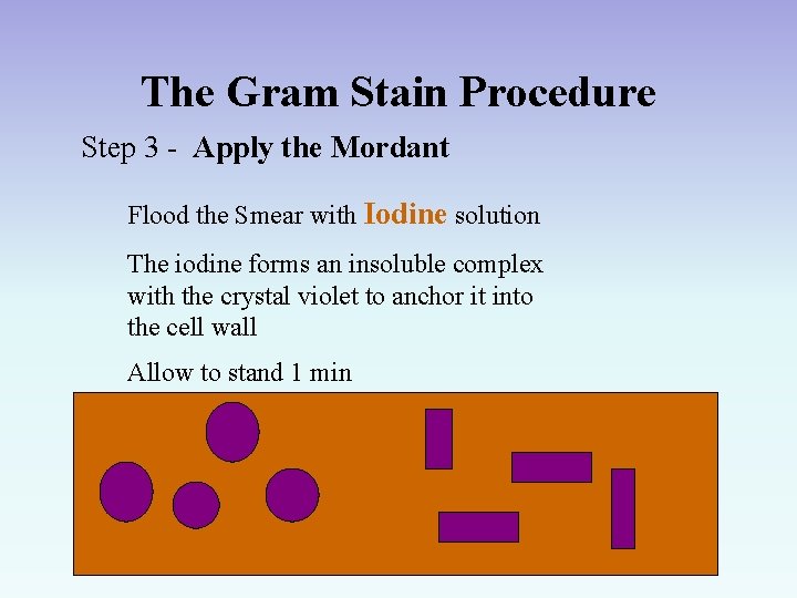 The Gram Stain Procedure Step 3 - Apply the Mordant Flood the Smear with