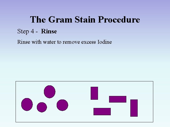 The Gram Stain Procedure Step 4 - Rinse with water to remove excess Iodine