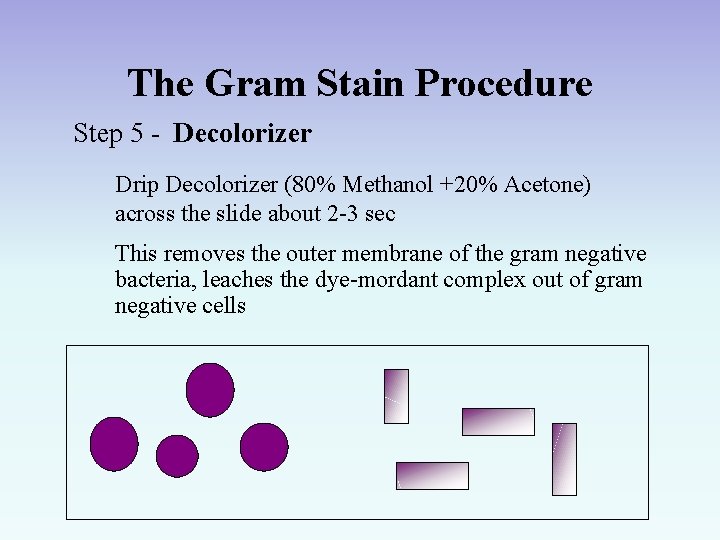 The Gram Stain Procedure Step 5 - Decolorizer Drip Decolorizer (80% Methanol +20% Acetone)